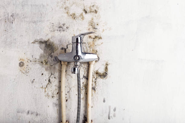 Certified Mold Removal in Loyola, CA