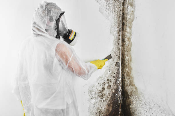 Certified Mold Removal in Loyola, CA