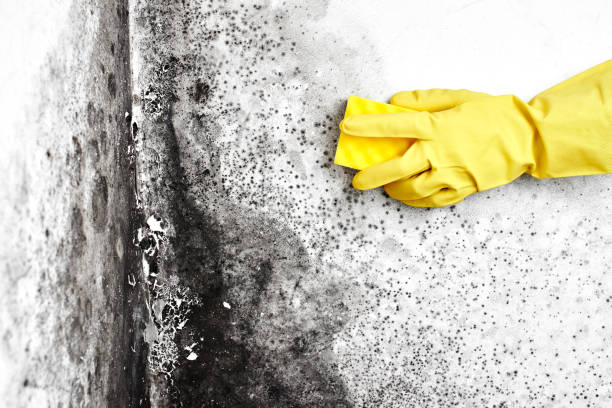 Best Black Mold Removal  in Loyola, CA