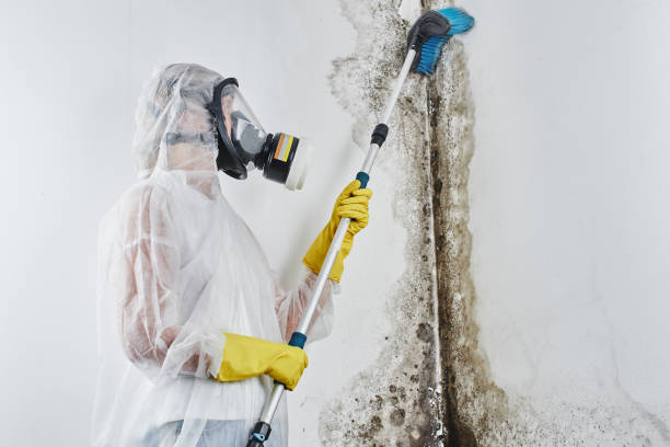 Best Mold Removal and Inspection  in Loyola, CA