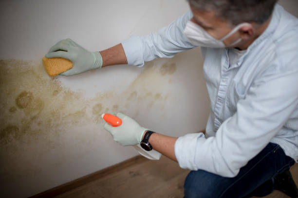 Best Mold Testing and Removal  in Loyola, CA