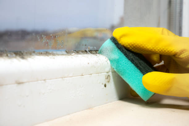 Best Mold Damage Repair  in Loyola, CA