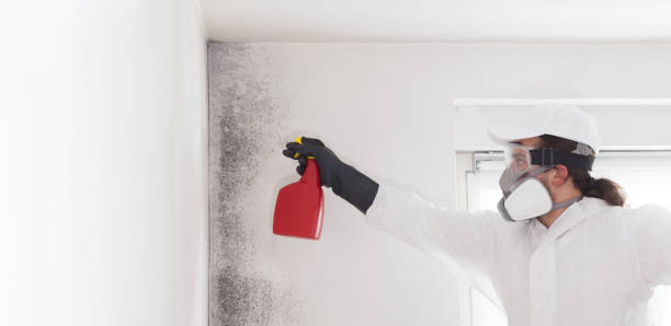 Best Black Mold Removal  in Loyola, CA