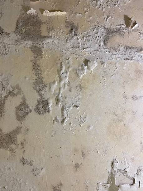 Mold Testing and Removal in Loyola, CA