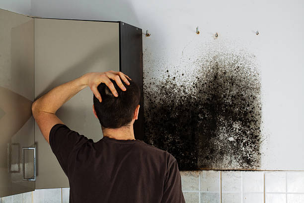 Best Mold Remediation  in Loyola, CA