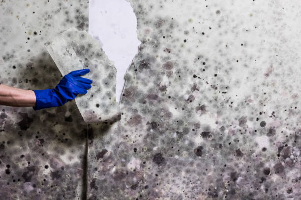 Best Fast Mold Removal  in Loyola, CA