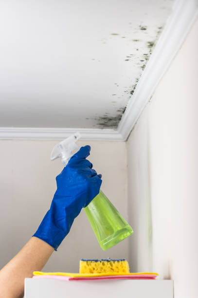 Best Certified Mold Removal  in Loyola, CA