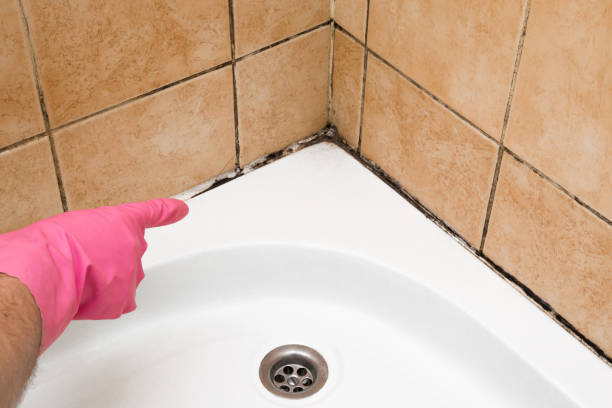 Best Professional Mold Removal  in Loyola, CA