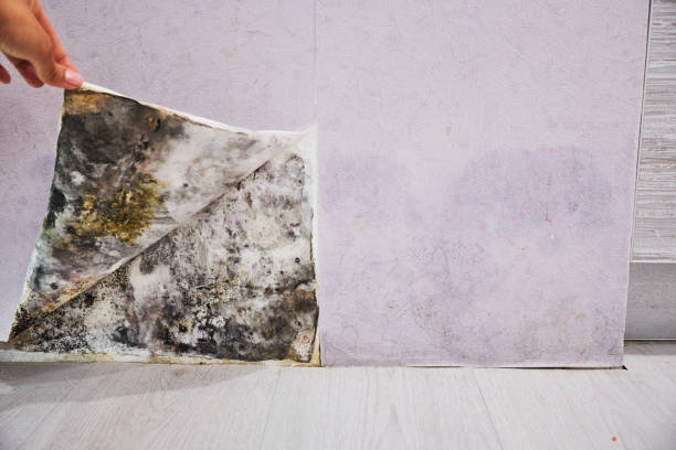 Best Black Mold Removal  in Loyola, CA